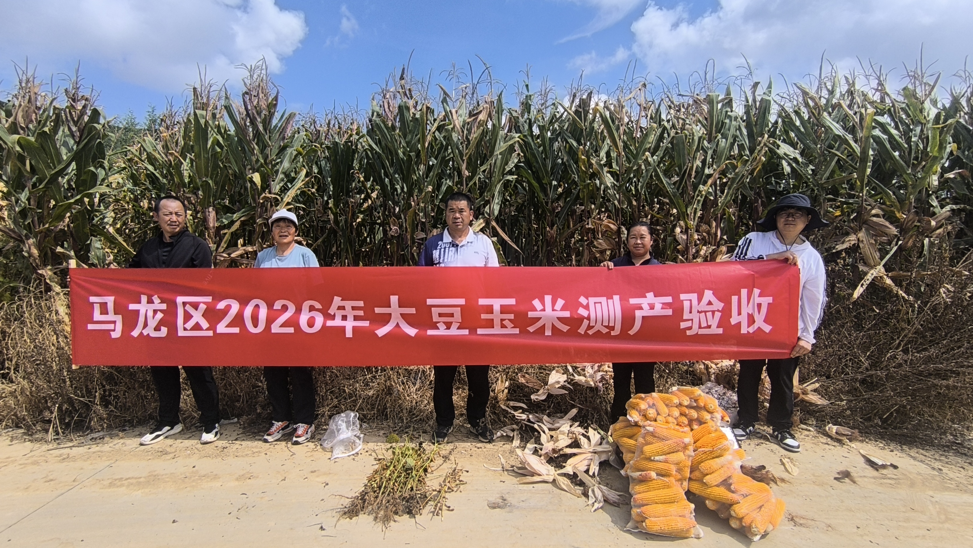稳粮增豆见实效 马龙区大豆玉米带状复合种..