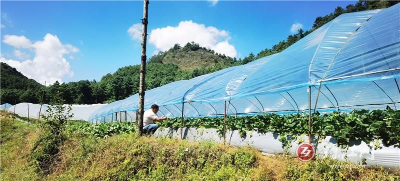 闲置土地焕新颜 红莓铺就共富路