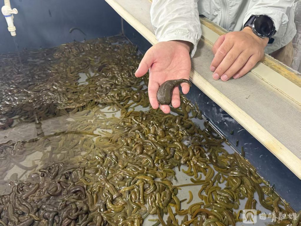 从没人在意到供不应求!马龙水蛭产业火了