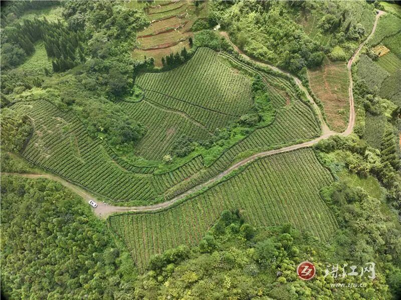 罗平:特色产业遍地开花,多项产业齐丰收!