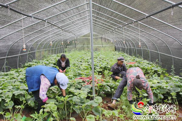 珠江源农网 五星乡山葵种植 摘花拾银